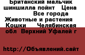 Британский мальчик шиншилла-пойнт › Цена ­ 5 000 - Все города Животные и растения » Кошки   . Челябинская обл.,Верхний Уфалей г.